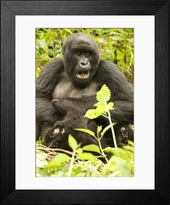 Framed Print : DDE-90021655