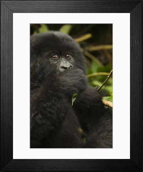 Framed Print : DDE-90021660 Framed Print : DDE-90021660