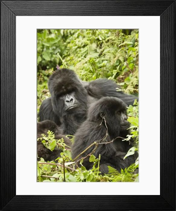 Framed Print : DDE-90021659 Framed Print : DDE-90021659