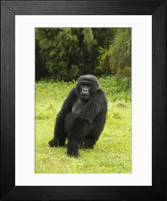 Framed Print : DDE-90021661 Framed Print : DDE-90021661