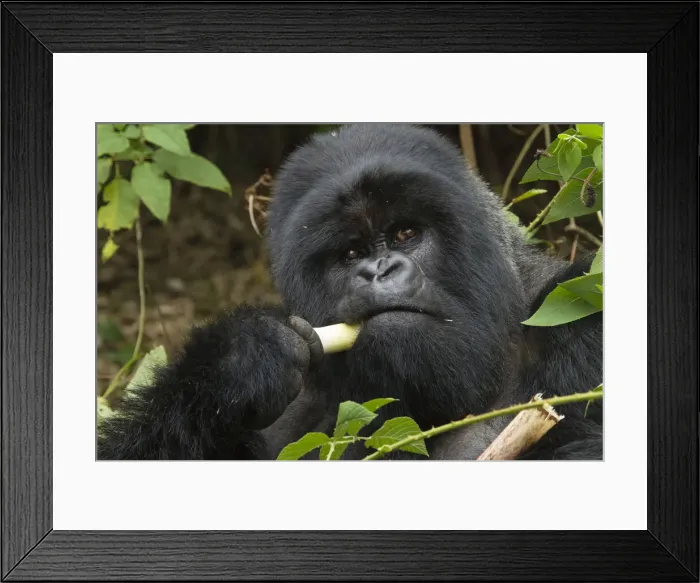 Framed Print : DDE-90021662 Framed Print : DDE-90021662