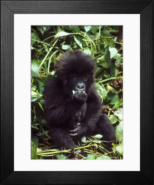 Framed Print : DDE-90021664 Framed Print : DDE-90021664
