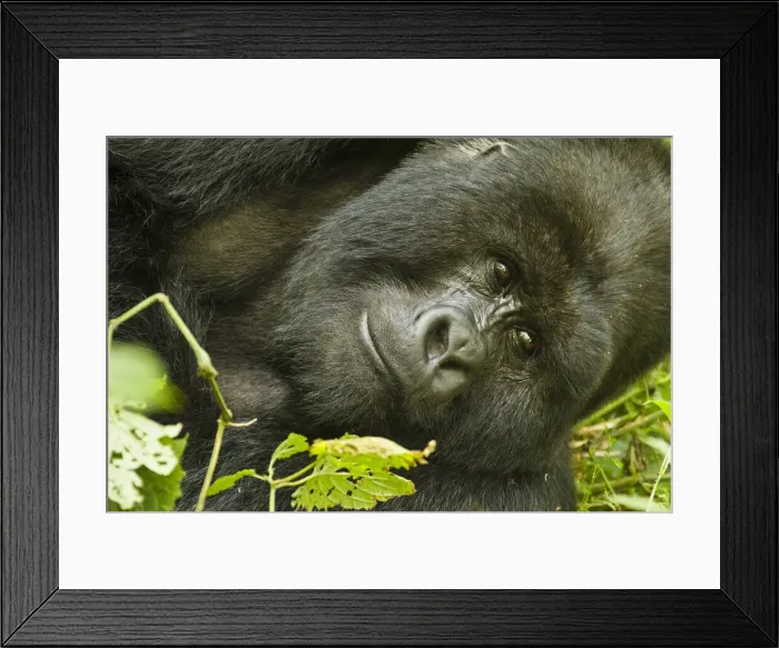 Framed Print : DDE-90021663 Framed Print : DDE-90021663