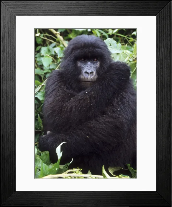 Framed Print : DDE-90021665 Framed Print : DDE-90021665