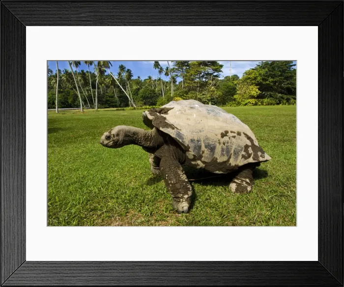 Framed Print : DDE-90021670 Framed Print : DDE-90021670