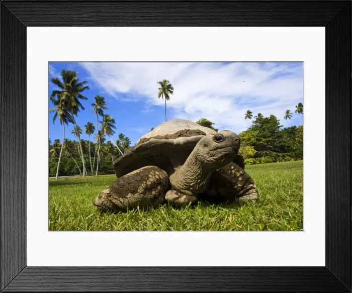 Framed Print : DDE-90021671 Framed Print : DDE-90021671