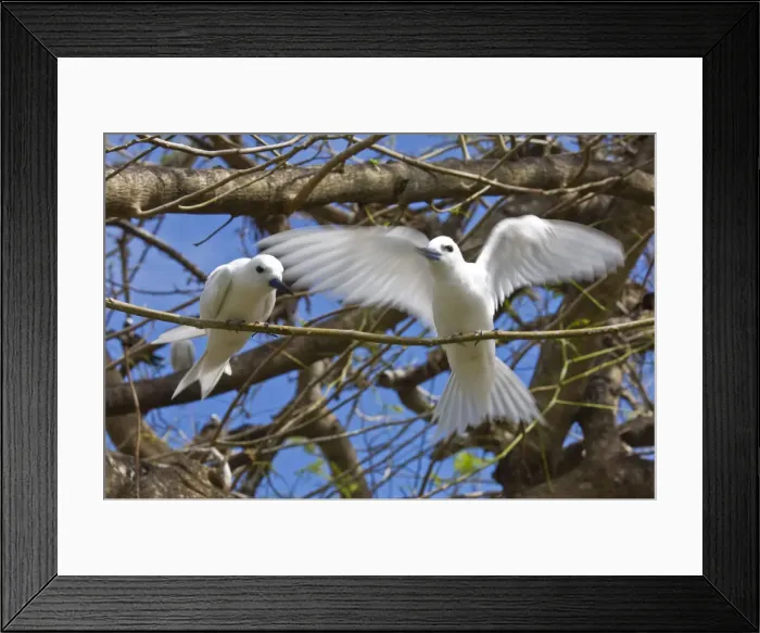 Framed Print : DDE-90021673