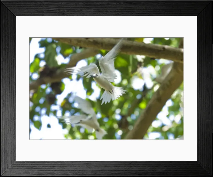 Framed Print : DDE-90021675 Framed Print : DDE-90021675