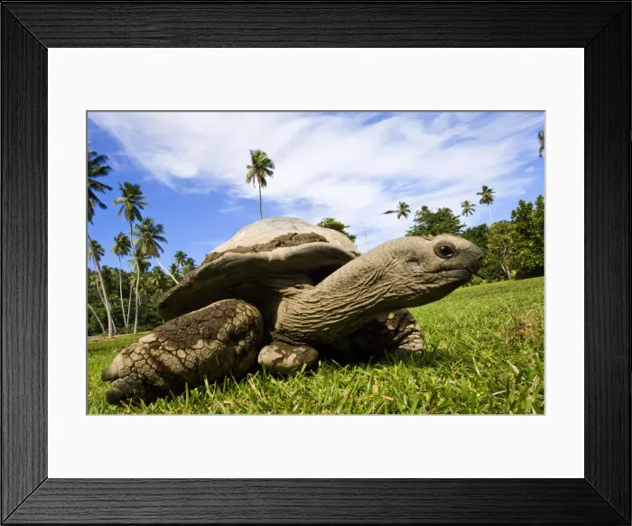 Framed Print : DDE-90021672 Framed Print : DDE-90021672