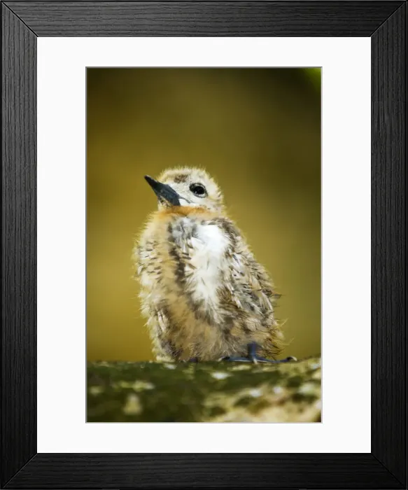 Framed Print : DDE-90021676 Framed Print : DDE-90021676