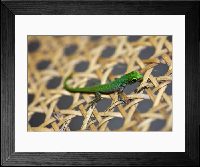Framed Print : DDE-90021679 Framed Print : DDE-90021679