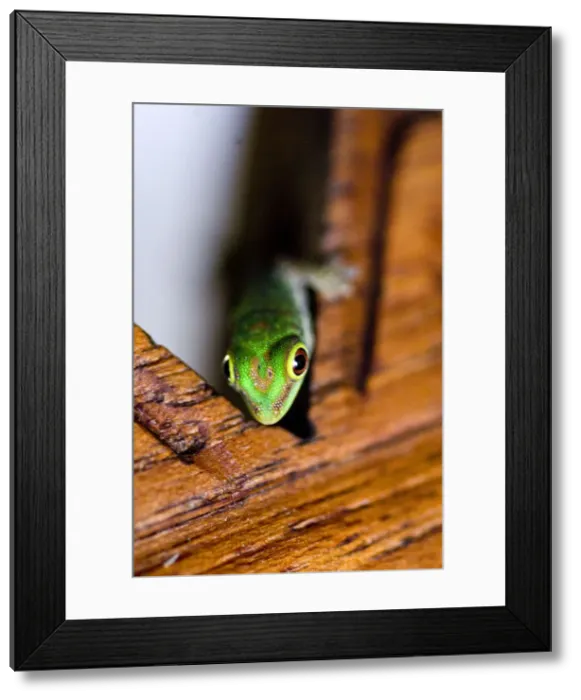 Framed Print : DDE-90021680 Framed Print : DDE-90021680