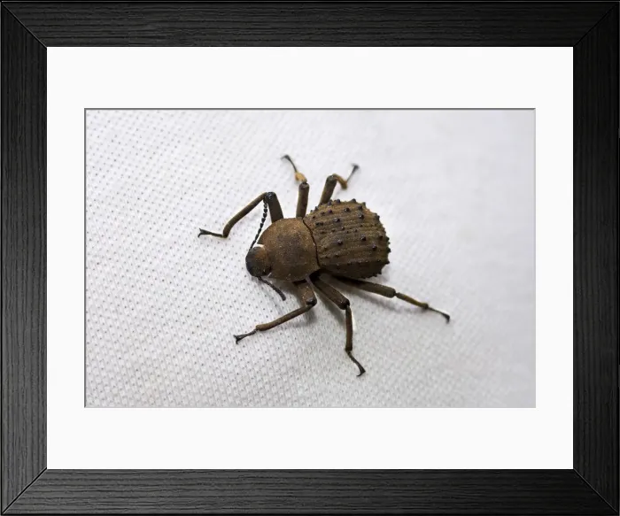 Framed Print : DDE-90021685 Framed Print : DDE-90021685