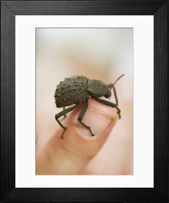 Framed Print : DDE-90021686 Framed Print : DDE-90021686