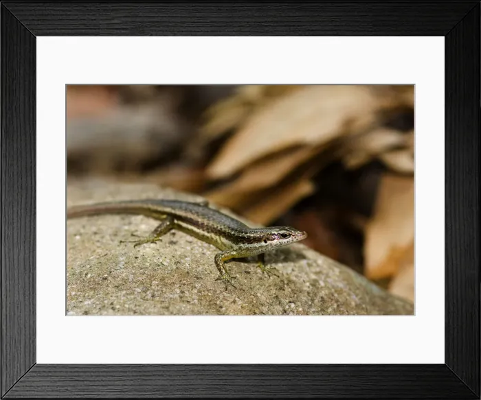 Framed Print : DDE-90021684 Framed Print : DDE-90021684