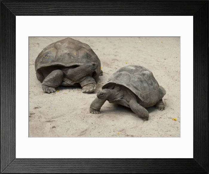 Framed Print : DDE-90021699 Framed Print : DDE-90021699