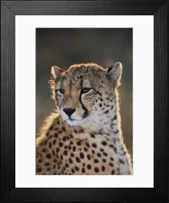 Framed Print : DDE-90021732