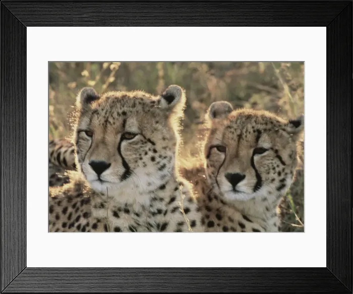 Framed Print : DDE-90021733 Framed Print : DDE-90021733
