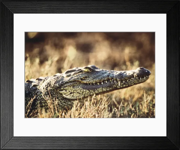 Framed Print : DDE-90021734 Framed Print : DDE-90021734