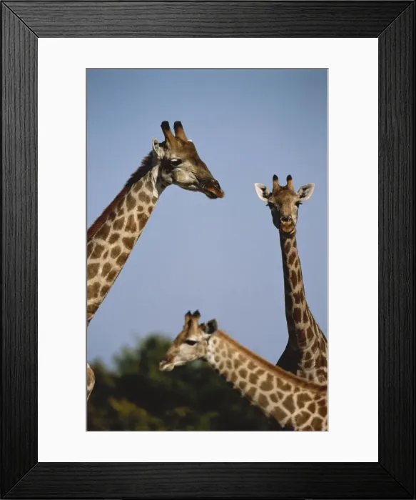 Framed Print : DDE-90021735 Framed Print : DDE-90021735