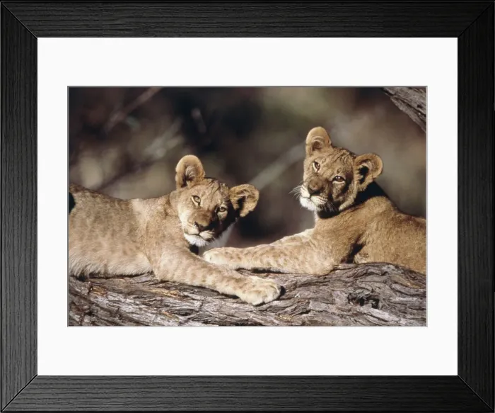 Framed Print : DDE-90021736 Framed Print : DDE-90021736