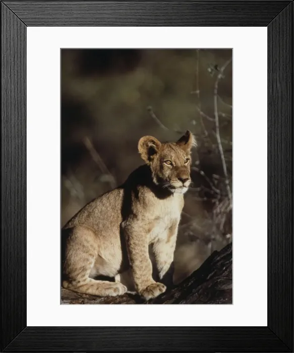 Framed Print : DDE-90021737 Framed Print : DDE-90021737
