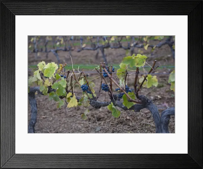 Framed Print : DDE-90021739 Framed Print : DDE-90021739