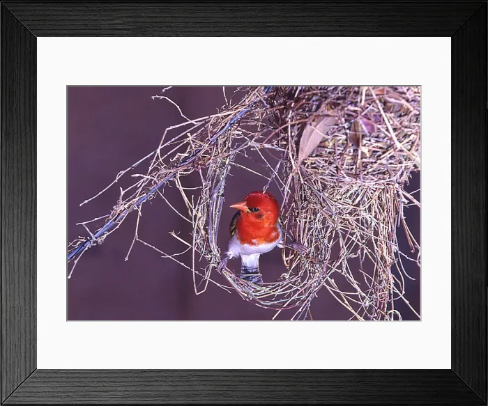 Framed Print : DDE-90021742 Framed Print : DDE-90021742