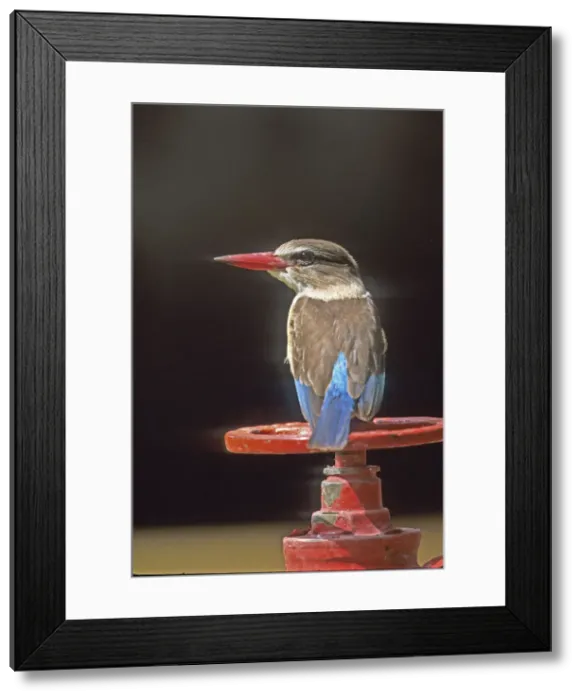 Framed Print : DDE-90021741 Framed Print : DDE-90021741
