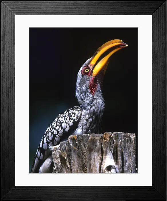 Framed Print : DDE-90021744 Framed Print : DDE-90021744