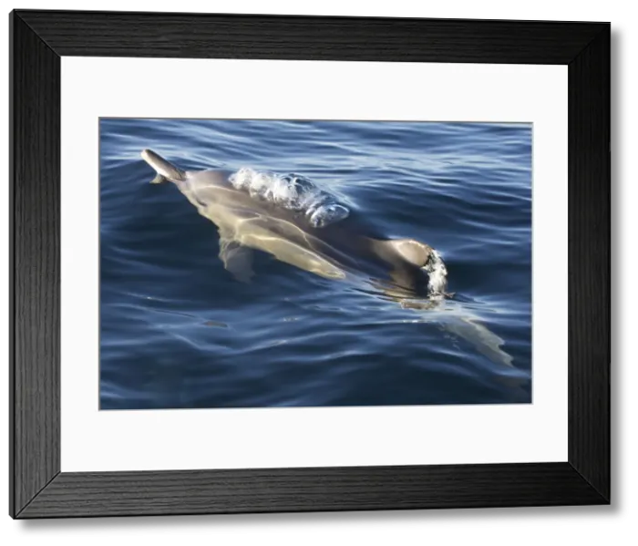Framed Print : DDE-90021745 Framed Print : DDE-90021745