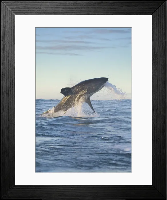 Framed Print : DDE-90021746 Framed Print : DDE-90021746