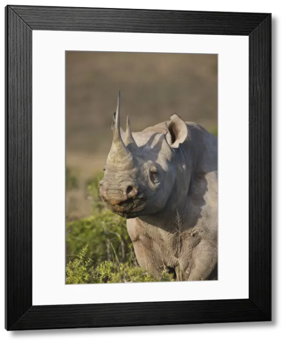 Framed Print : DDE-90021748 Framed Print : DDE-90021748