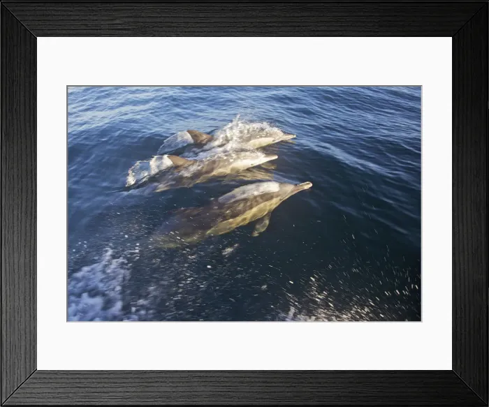 Framed Print : DDE-90021749 Framed Print : DDE-90021749