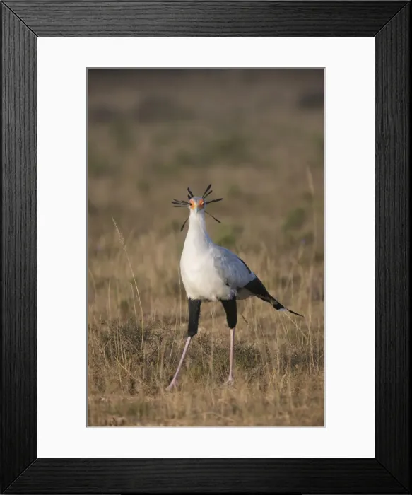 Framed Print : DDE-90021747 Framed Print : DDE-90021747