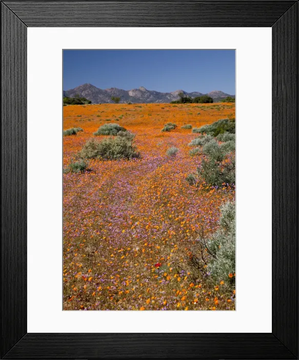 Framed Print : DDE-90021752 Framed Print : DDE-90021752