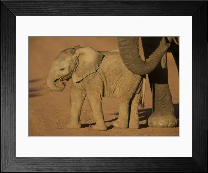 Framed Print : DDE-90021751 Framed Print : DDE-90021751