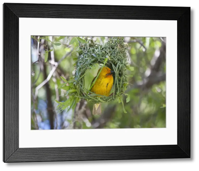 Framed Print : DDE-90021758 Framed Print : DDE-90021758