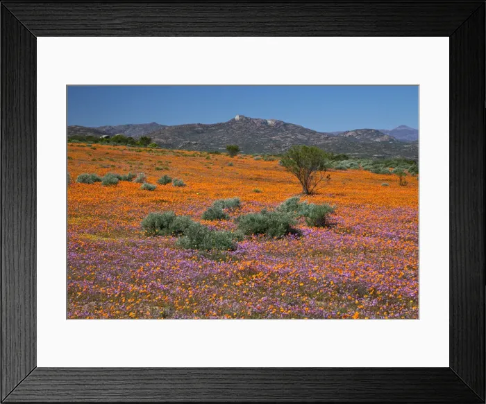 Framed Print : DDE-90021759 Framed Print : DDE-90021759