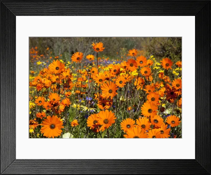 Framed Print : DDE-90021761 Framed Print : DDE-90021761