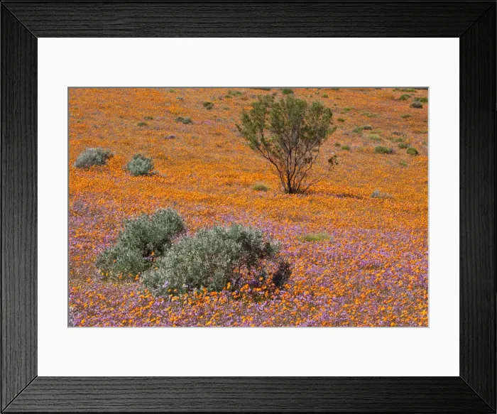 Framed Print : DDE-90021760 Framed Print : DDE-90021760