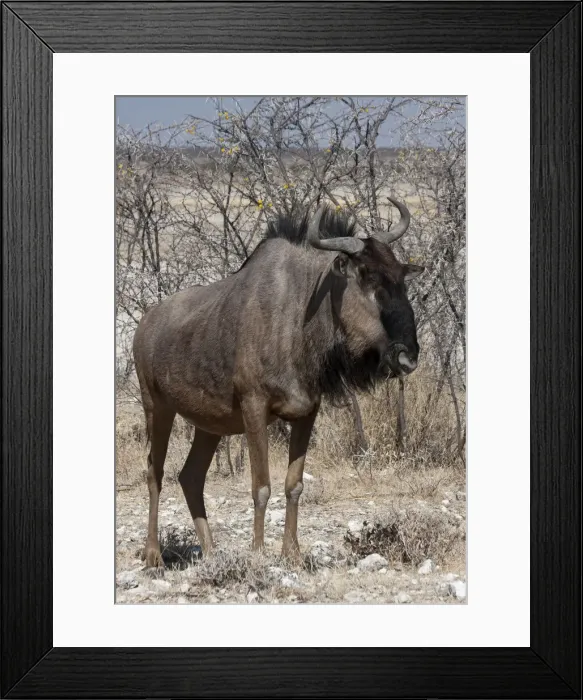 Framed Print : DDE-90021765 Framed Print : DDE-90021765