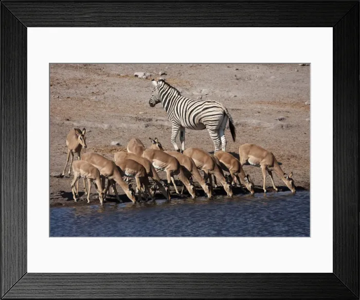 Framed Print : DDE-90021764 Framed Print : DDE-90021764