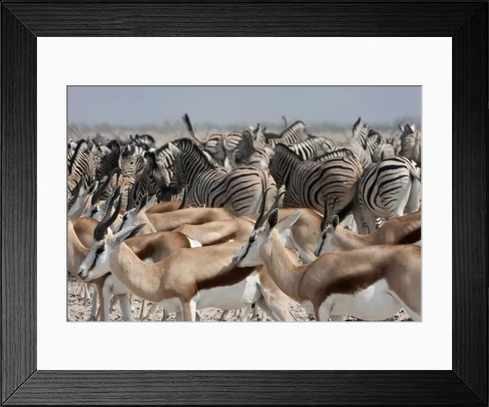 Framed Print : DDE-90021768 Framed Print : DDE-90021768