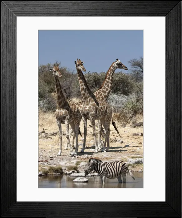 Framed Print : DDE-90021766 Framed Print : DDE-90021766