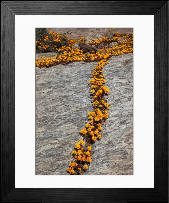 Framed Print : DDE-90021772 Framed Print : DDE-90021772