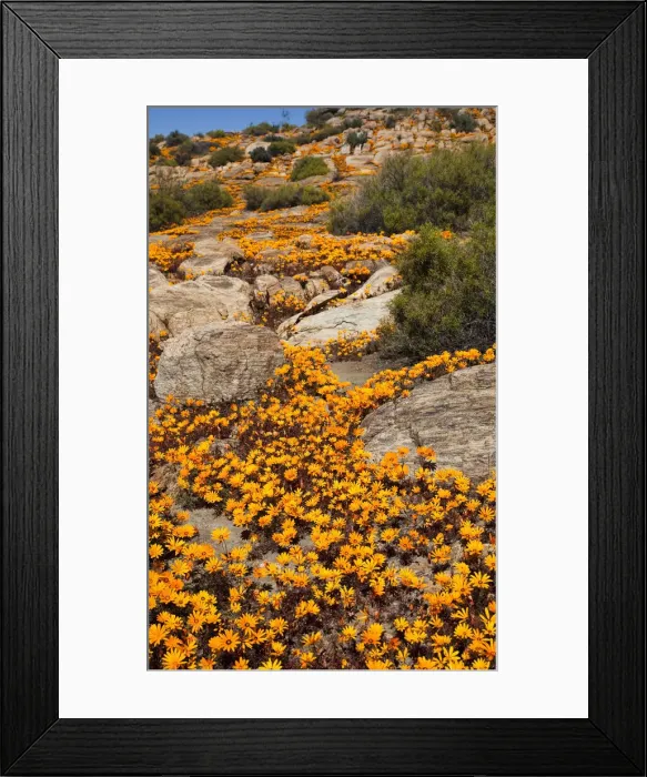 Framed Print : DDE-90021773 Framed Print : DDE-90021773