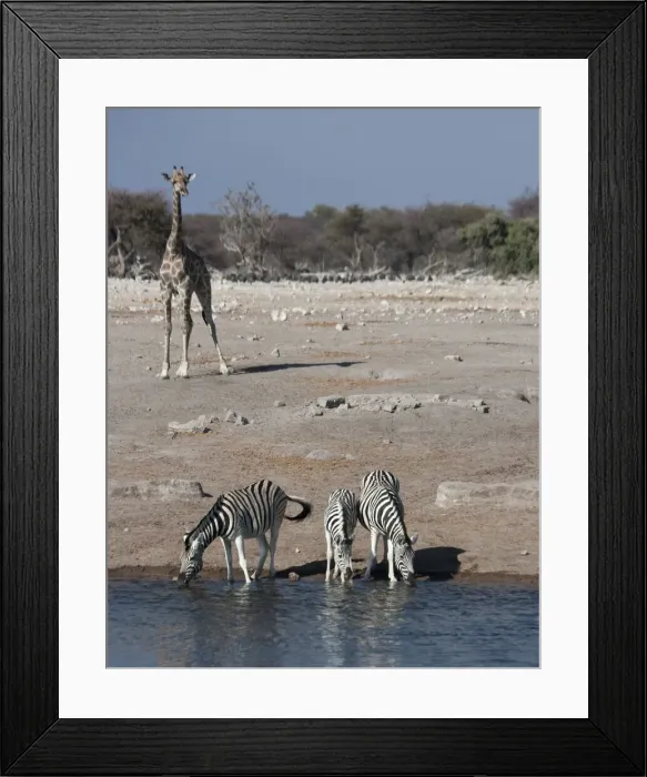 Framed Print : DDE-90021775 Framed Print : DDE-90021775