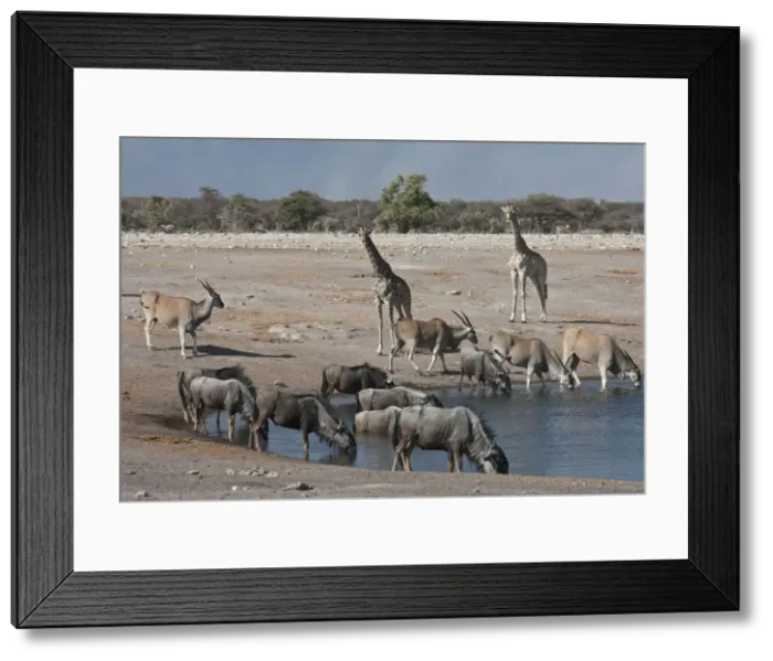 Framed Print : DDE-90021780 Framed Print : DDE-90021780