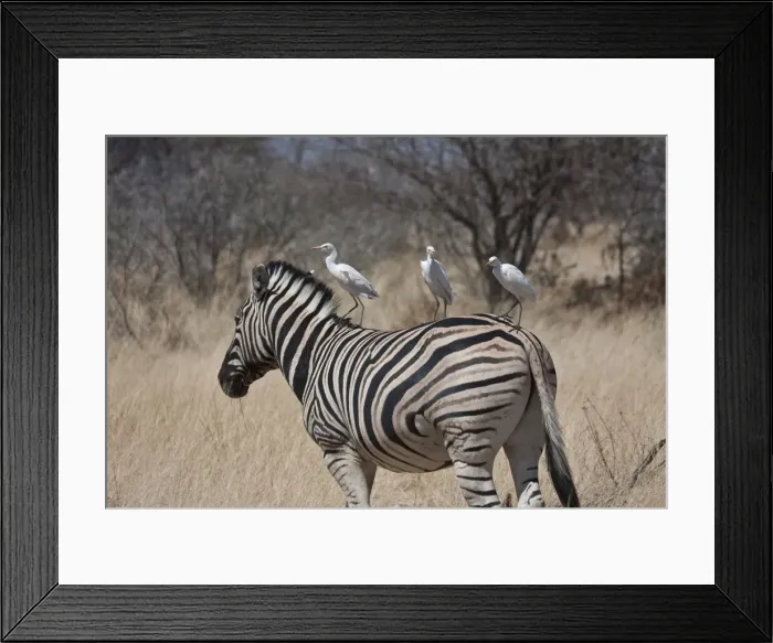 Framed Print : DDE-90021792 Framed Print : DDE-90021792